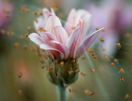 Spiders mess